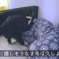 しっぽを振りながらスリスリ♡
