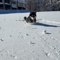 ももちゃんの雪遊び