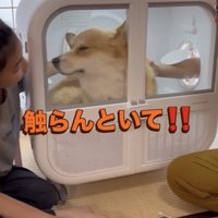 顔を背ける犬
