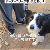 ジッピーくんの気遣い2