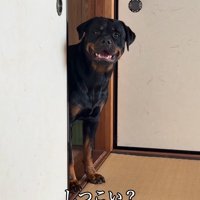 遊びに誘う大型犬
