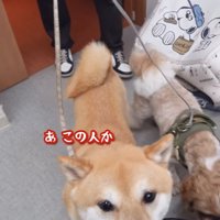 投稿者へ挨拶をしに来た豆柴