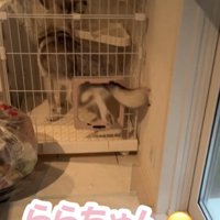 小さな扉を通る犬