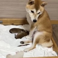 子犬たちを見守る犬