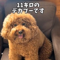 トイプードルのいっきゅう君