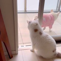 うどん君とあられちゃんの愉快なやり取り3
