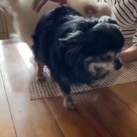 なでられる黒い犬2