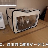 ペコちゃんの賢い行動3