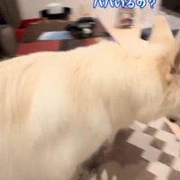 女性の話を聞いてドアに向かう犬