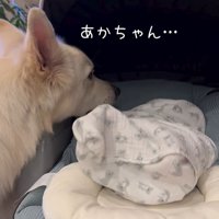 赤ちゃんが泣いた時のワンダくん