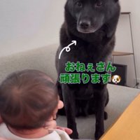ソファの上に座って、赤ちゃんと見つめ合う犬