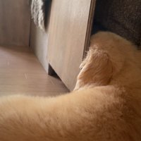 棚にお顔を突っ込んだままウトウト…