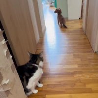猫ちゃんに完全敗北！？