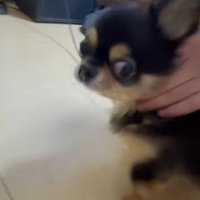 飼い主の方を見る小型犬