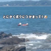 女性を陸に案内するように泳ぐ犬