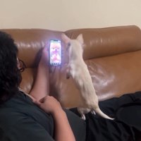 スマホ画面を見る鱈ちゃん2