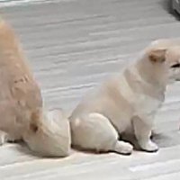 小さなわんこ！？