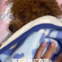 安心して眠りへ逆戻り