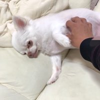 「散歩行こうか」と声をかけたら…