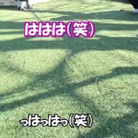 「トイプードルです」