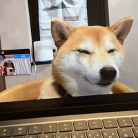 zoom会議中のみかんちゃん4