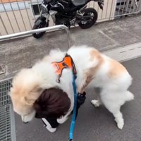 パパから離れないそら君