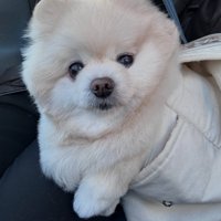 キャリーバッグに入るぽちゃちゃん1