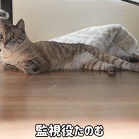 「ちゃんと頑張ってるかな？」と監視中