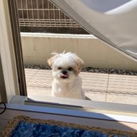 舌が出ているほまれ君