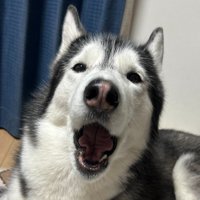 ラニちゃんがあくびをする瞬間2