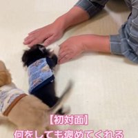 初対面のわんことおばあちゃん
