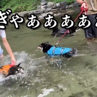 川に入ったら大慌て！