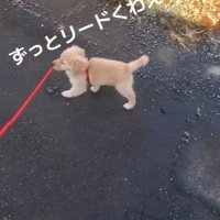 リードを咥えたままトコトコ…♪