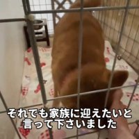 ケージ越しに顔を撫でられる犬