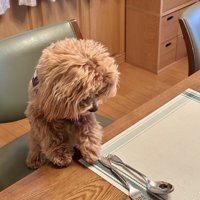 テーブルに前足を添える犬