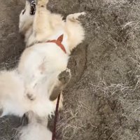 土遊びをする犬