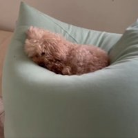 眠っているハグちゃん