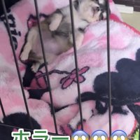 半目で眠る犬