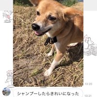 外で笑顔の犬