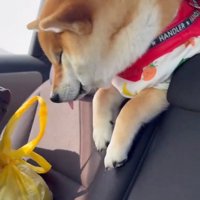 舌が出てるむぎさん
