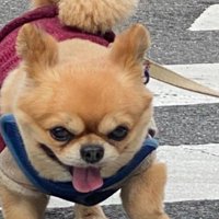 お散歩を楽しむポン太くん