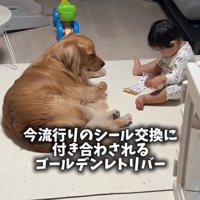 ベッドの近くにいる2匹の柴犬