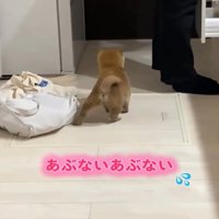 滑る犬