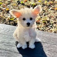 そらちゃんのお耳の変化5