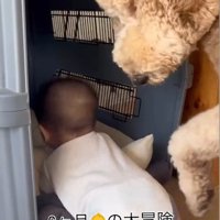 赤ちゃんがクレートに入った時のわたげちゃん8