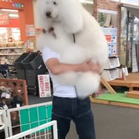 抱っこされる犬