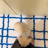 足に向き合う子犬