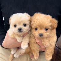 ブランちゃん＆チョコビちゃん