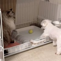 入ろうと頑張るちゃむさん