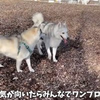 3匹のハスキー